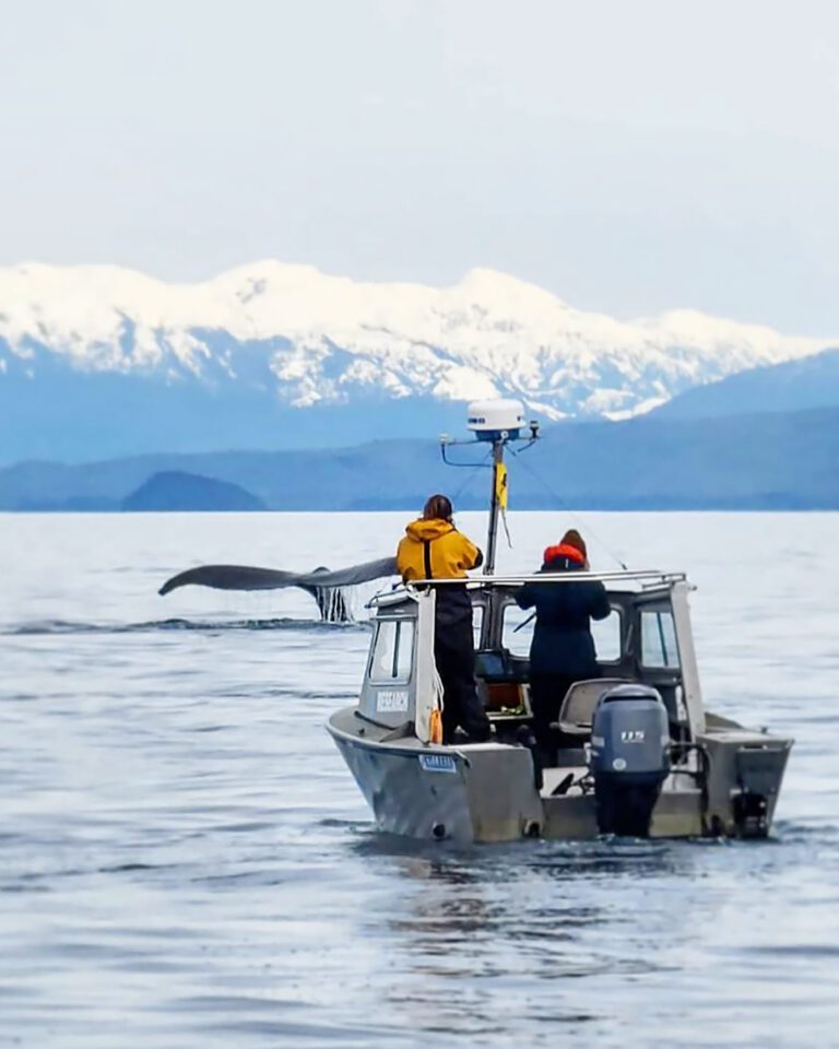 A whale watching boat views a whale tail 