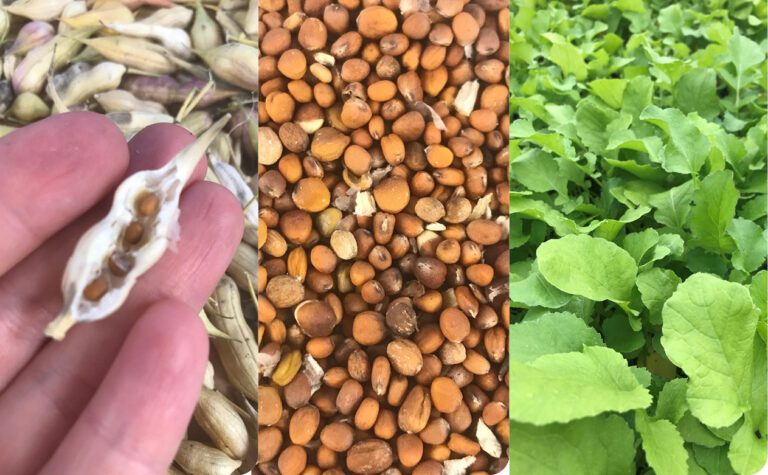 Three panels with photos of seeds in a pod, seeds laid out on a table, and sprouts. 