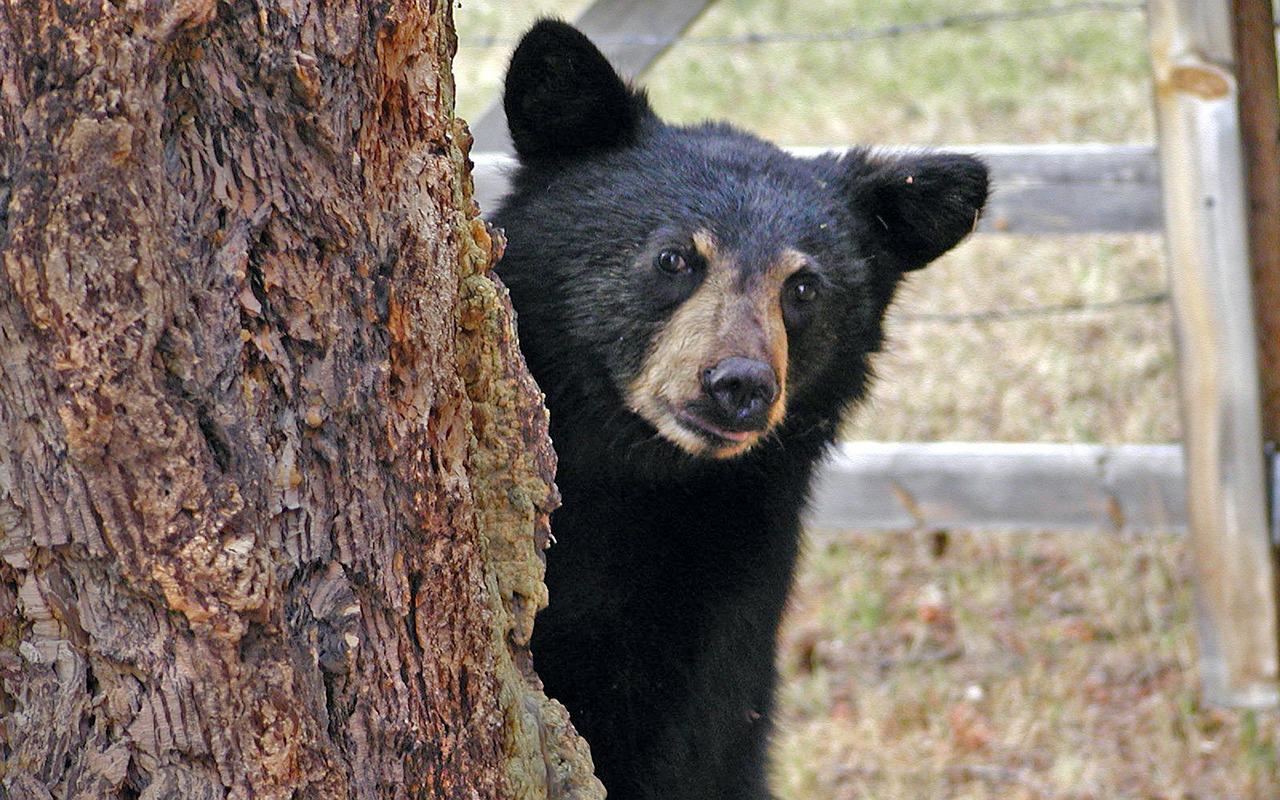 A black bear peeks from behind a tree. 